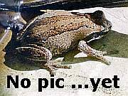 Amorphophallus albus